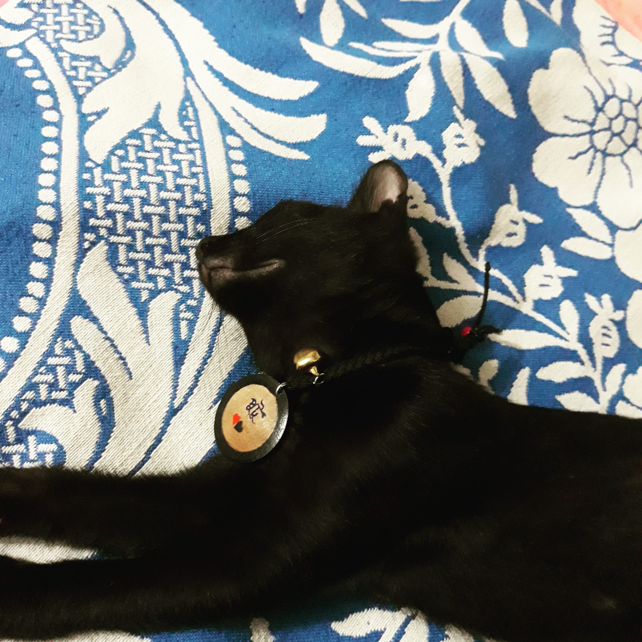 Read more about the article My kitty helping me with my mental illness